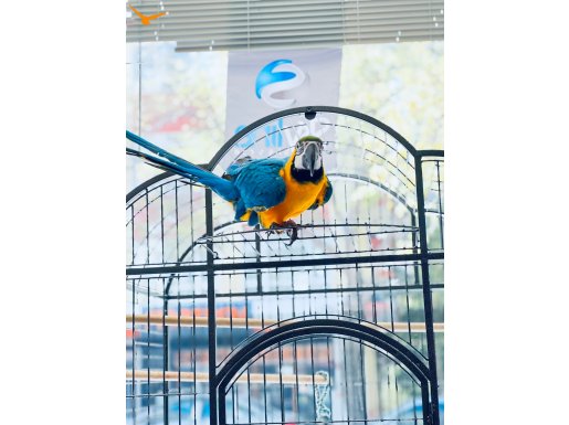 Aktif hareketli macaw