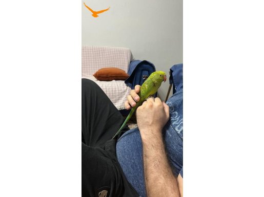 10 aylık disi fistik uysaldir.                              