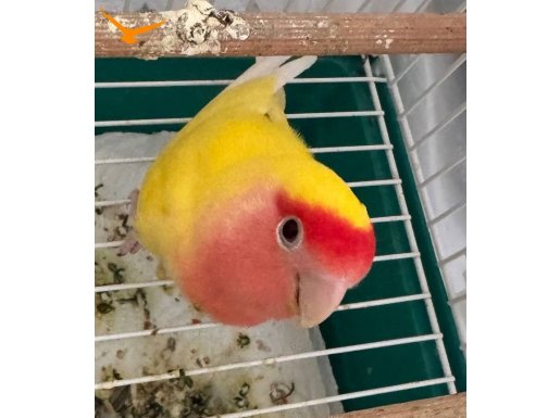 Dişi sevda papağanı 