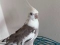 Ele alışkın sultan papağanı 