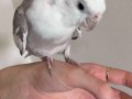 Ele alışkın sultan papağanı 
