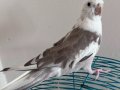 Ele alışkın sultan papağanı 