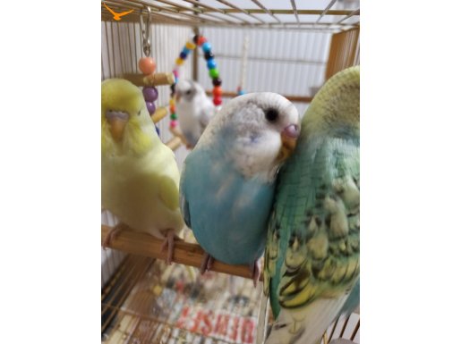 Bebeklerimi sahiplendiriyorum 