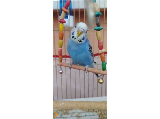 Mavi renkte güzel mi güzel dişi 