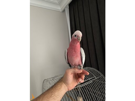 Konuşan full evcil gallah 