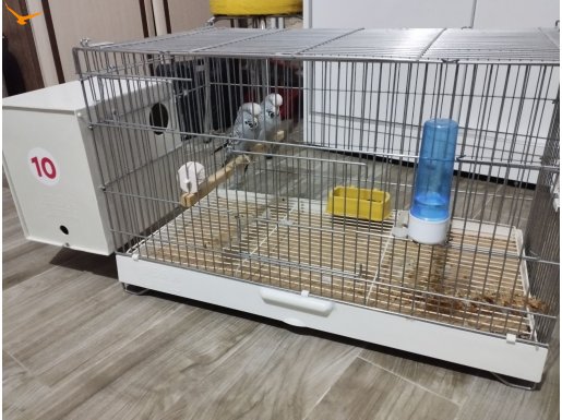 EŞ JUMBO MUHABBET KUŞU KAFESİ YUVALIĞI YANINDA
