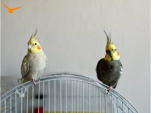 Çift 2 Yaşında (Kafes dahil tam takım vereceğim)