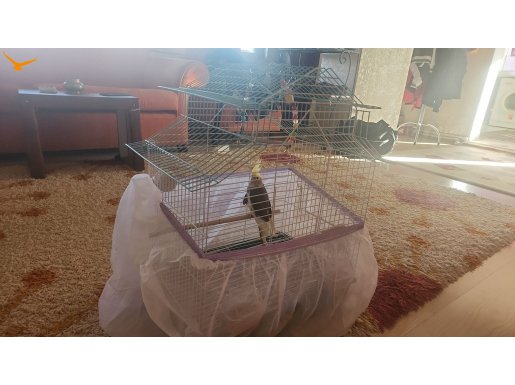 Tertemiz özenle bakılmış erkek Sultan Papağanı
