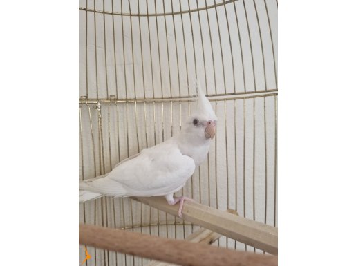 2.5 aylık kırmızı göz sultan papağanı 
