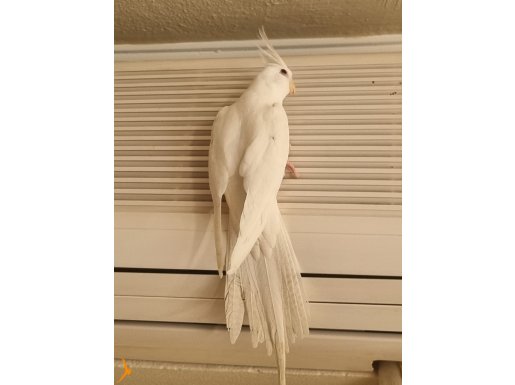 2.5 aylık kırmızı göz albino