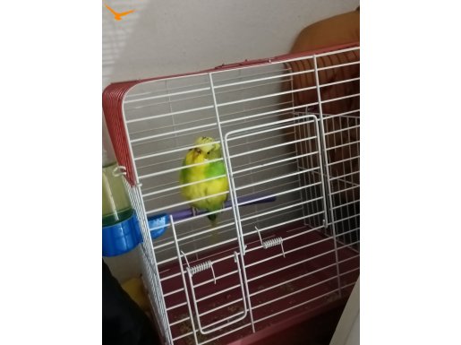 Güzel renkli Dişi Muhabbet Kuşu