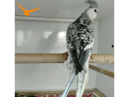  Adımıza bilezikli hazır kızgın erkek konuşuyor. 