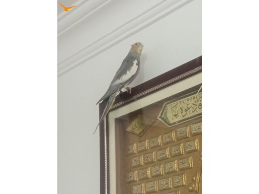 Erkek kuşum alan pişman olmaz.
