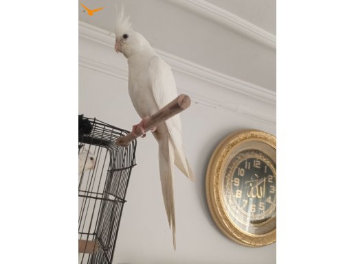 Tam sevmelik ısırmayan albino 