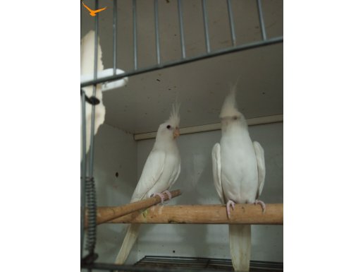 YENİ EŞLEME KUŞLARIM ADIMIZA BİLEZİKLİ 