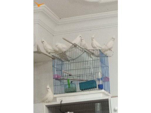 Yerli üretim erken gelen alır 