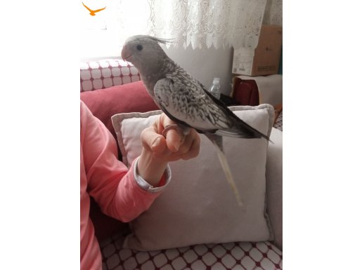 Kendi kuşumun yavrularından adımıza bilezikli 