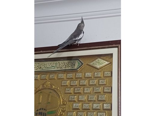 Kendi Kuşumun Yavruları Bilezikli Sultan Papağanları