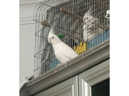 Hazır erkek kendi kuşumun yavrularından gelen alır gider 