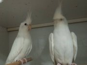 YENİ EŞLEME KUŞLARIM ADIMIZA BİLEZİKLİ 