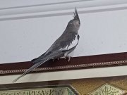 Kendi Kuşumun Yavruları Bilezikli Sultan Papağanları