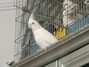 Hazır erkek kendi kuşumun yavrularından gelen alır gider 