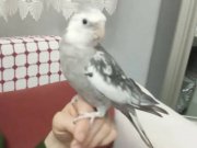 Uysal kuşum sevmeye doyacaksın pişman olmassın