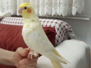 Kendi kuşumun yavruları alın kendinize alıştırın