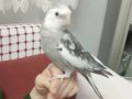 Uysal kuşum sevmeye doyacaksın pişman olmassın