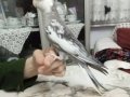 Uysal kuşum sevmeye doyacaksın pişman olmassın