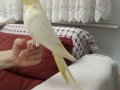 Kendi kuşumun yavruları alın kendinize alıştırın