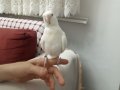 Kendi kuşumun yavruları alın kendinize alıştırın