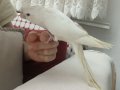 Kendi kuşumun yavruları alın kendinize alıştırın
