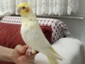Kendi kuşumun yavruları alın kendinize alıştırın