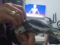 Kendi kuşumun yavruları adımıza bilezikli erkek 