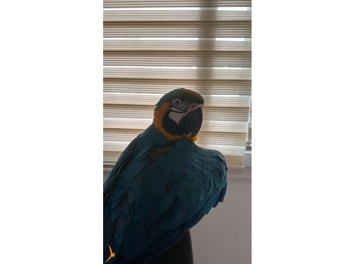 1 Yaşında Sağlıklı Macaw