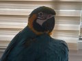 1 Yaşında Sağlıklı Macaw