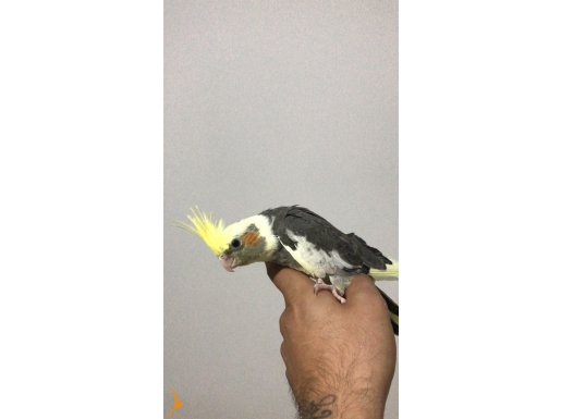 DAMIZLIK ÇİFT 2 ADET YAVRUSU