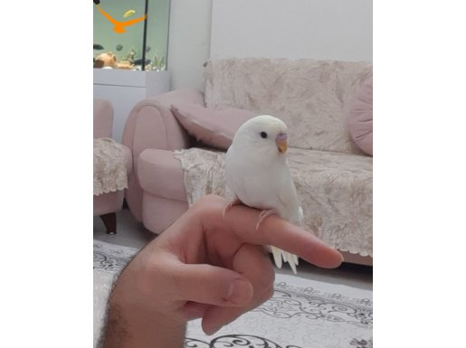 Sağlıklı erkek albino 3aylik