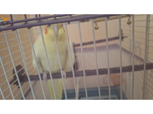 Evde kedi oldugu icin satiyorum