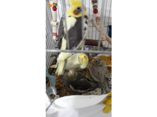 1-2 aylık Sultan Papağanı