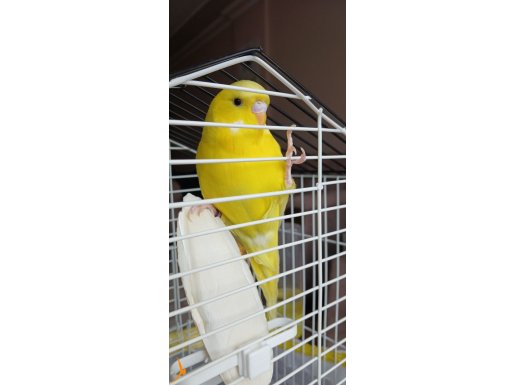 İngiliz Muhabbet Kuşu Limon