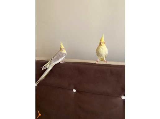 Yeni eşleme takım, ister tek ister takıl olarak
