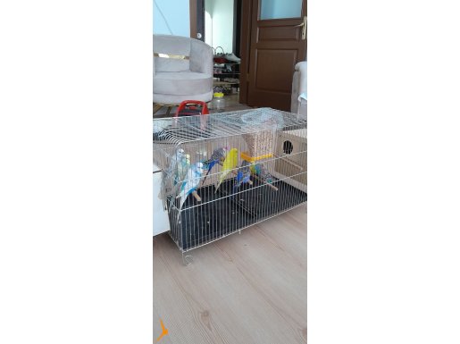 UYGUN FİYATA 10 ADET KUŞ 3 ADET SALMA KAFES