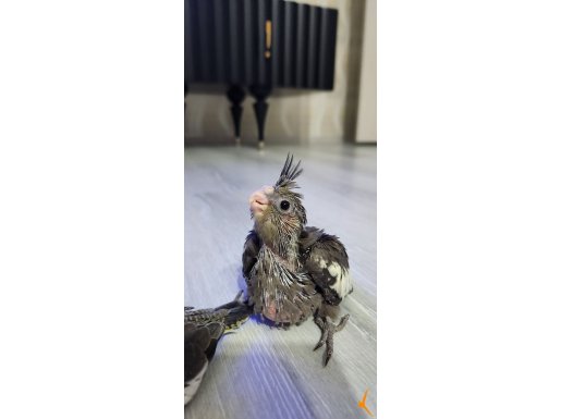 Ele alışık yavru sultan papağanı
