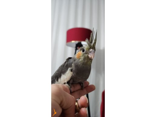 Yavru ele alışık grey sultan papağanı