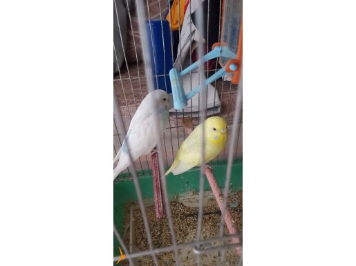 1 çift muhabbet kuşu kafes te yanına hediye 