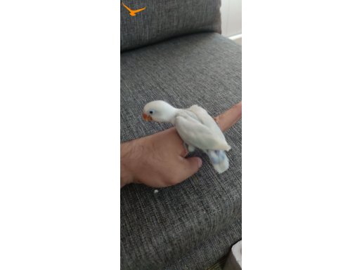 CENNET PAPAĞANI ELLE BESLEME 