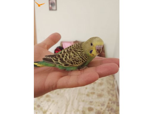 Muhabbet Kuşu Tekli-ister Çift-ister toptan 