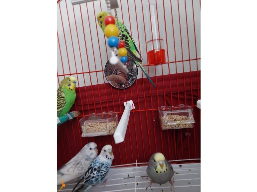 5 Muhabbet kuşu
